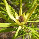 Plancia ëd Leucadendron eucalyptifolium Buek ex Meissn.