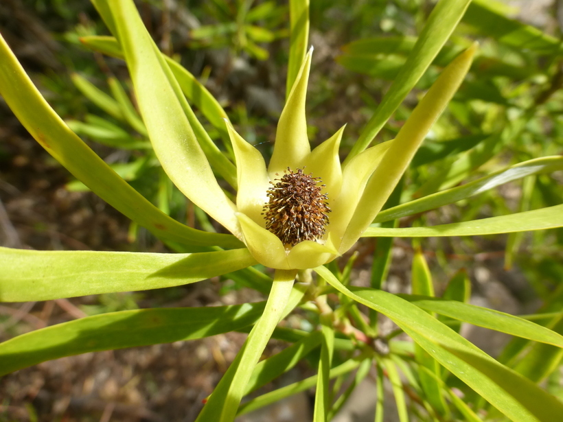 Image of Leucadendron eucalyptifolium Buek ex Meissn.
