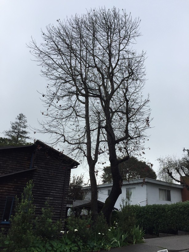 Image of Oriental Sweetgum