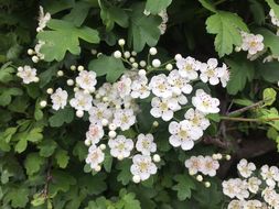 صورة Crataegus laevigata (Poir.) DC.