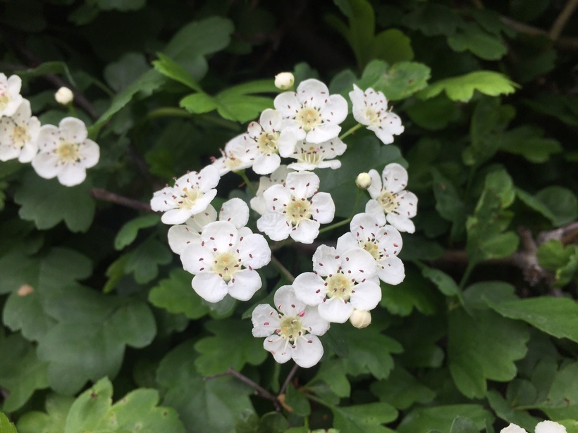 صورة Crataegus laevigata (Poir.) DC.