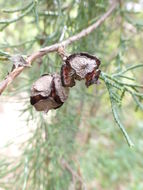 Image of Cedar of Goa