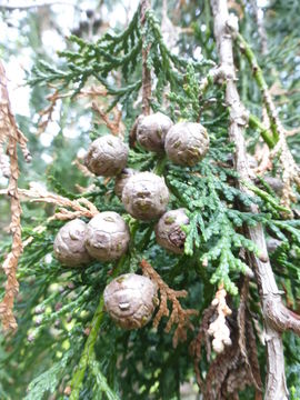 Image of Hinoki Cypress