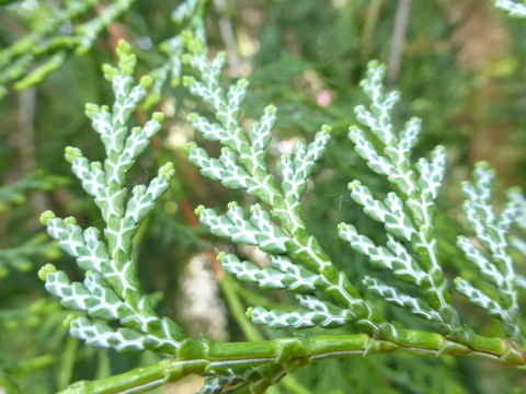 Image of Hinoki Cypress