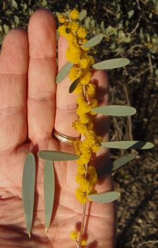 Acacia redolens Maslin resmi