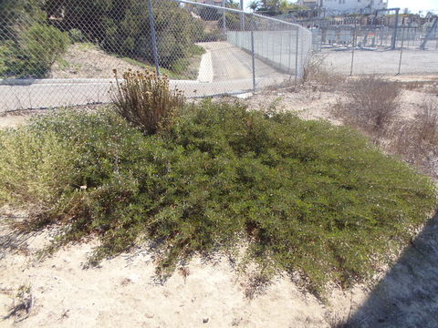 Acacia redolens Maslin resmi