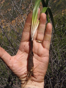 Image of Fremont's deathcamas