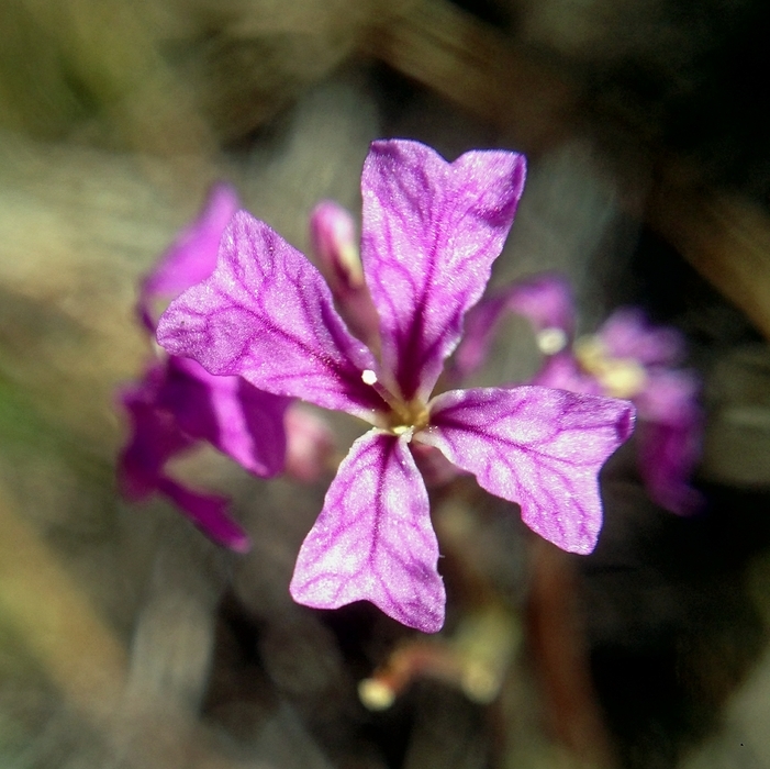 Image of Hammitt's claycress