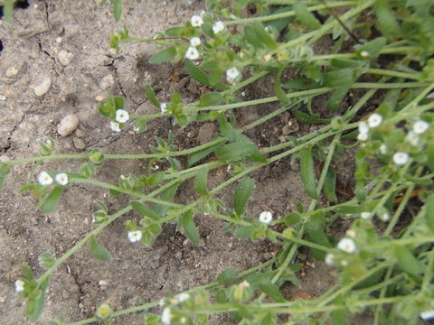 Слика од Plagiobothrys acanthocarpus (Piper) I. M. Johnst.