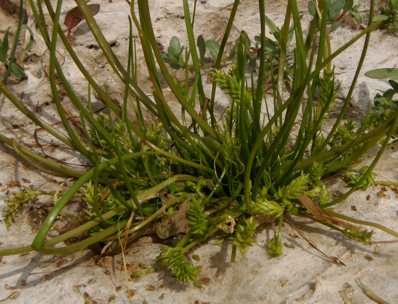 Image of Flowering-Quillwort