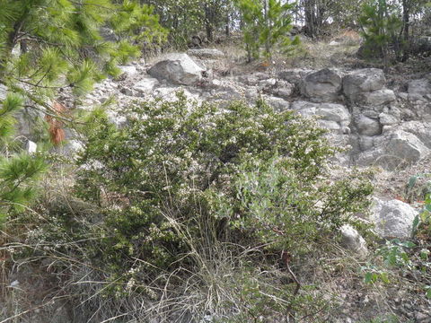 Image of Ceanothus buxifolius Willd. ex Schult. fil.