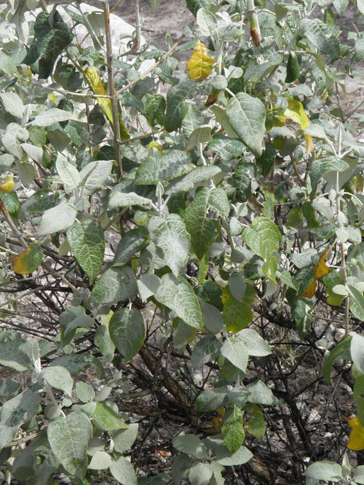 Image of Buddleja cordata Kunth