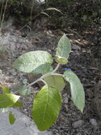 Image of Buddleja cordata Kunth