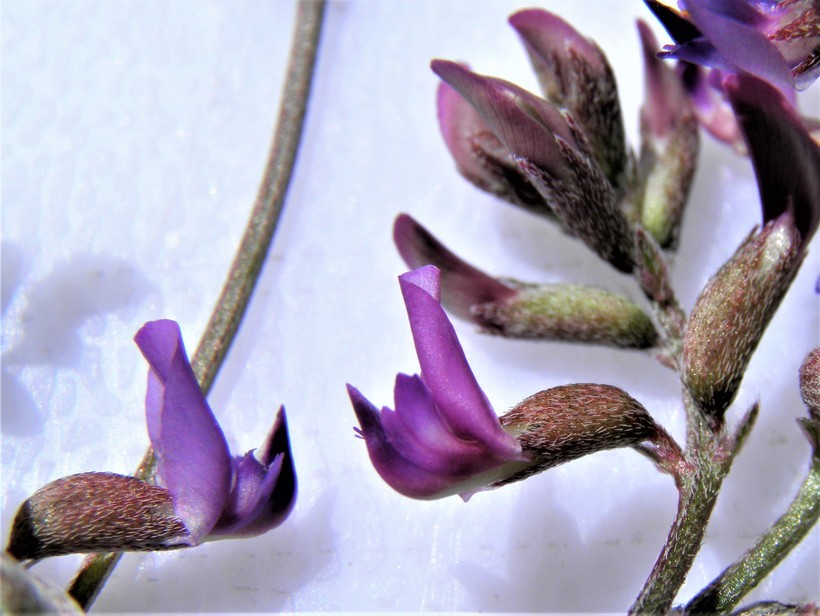 Imagem de Astragalus nothoxys A. Gray