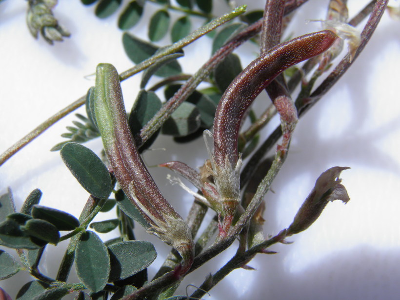 Imagem de Astragalus nothoxys A. Gray