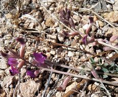 Imagem de Astragalus nothoxys A. Gray