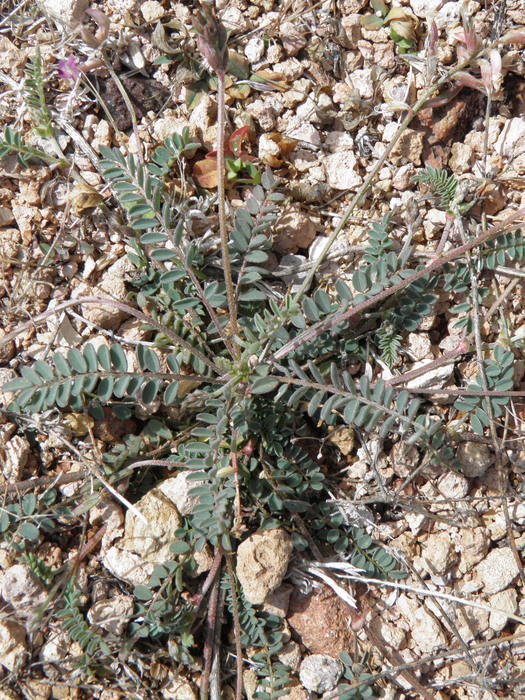 Imagem de Astragalus nothoxys A. Gray