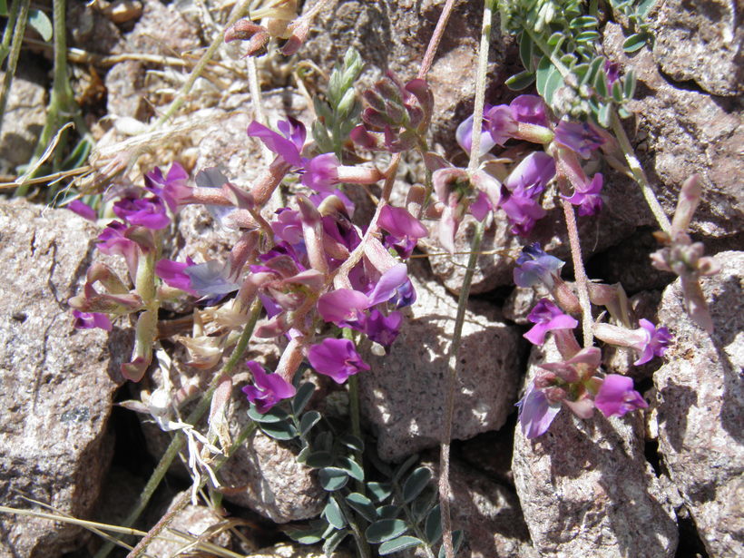 Imagem de Astragalus nothoxys A. Gray