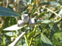 Imagem de Eucalyptus viminalis Labill.