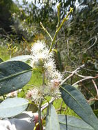 Imagem de Eucalyptus viminalis Labill.