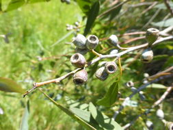 Imagem de Eucalyptus viminalis Labill.