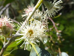 Imagem de Eucalyptus viminalis Labill.