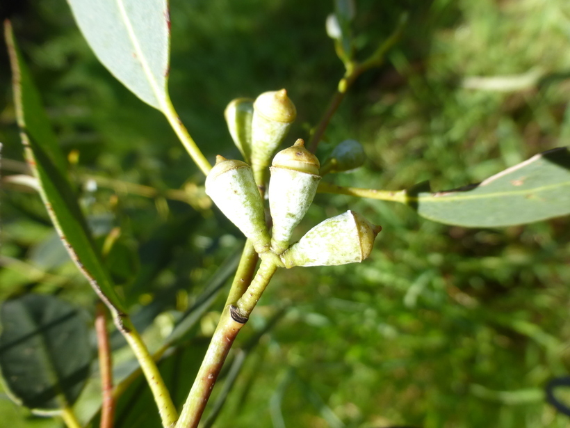 Imagem de Eucalyptus viminalis Labill.