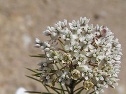 Imagem de Asclepias linaria Cav.