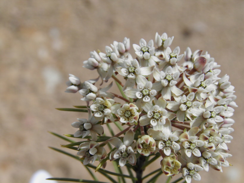 Image of pineneedle milkweed