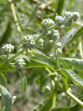 Image de Buddleja sessiliflora Kunth