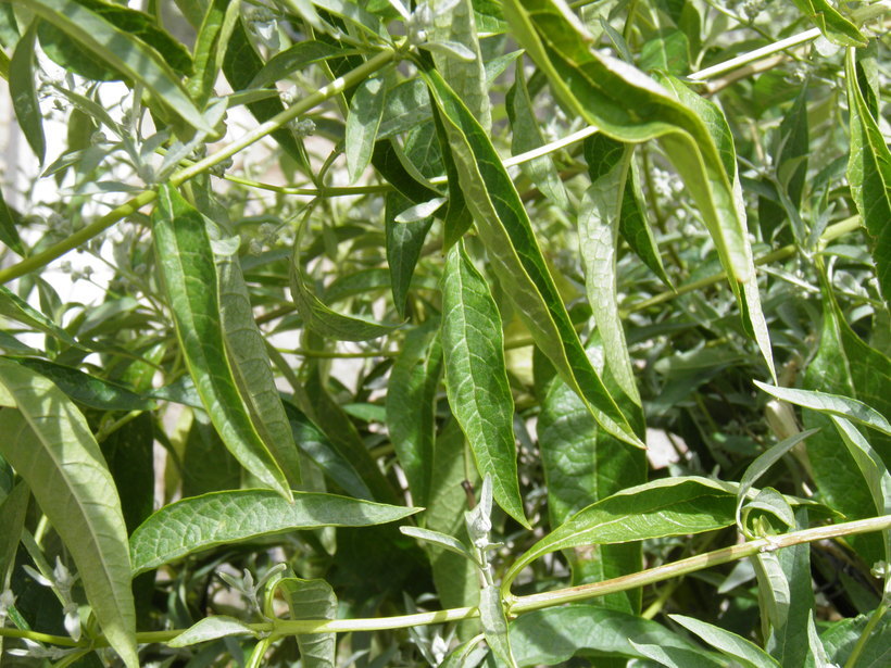 صورة Buddleja sessiliflora Kunth