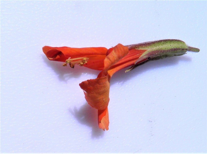 Image of <i>Erythranthe verbenacea</i>