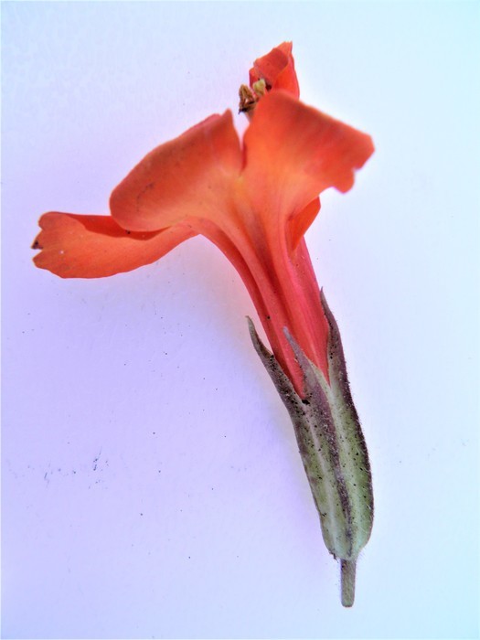 Image of <i>Erythranthe verbenacea</i>