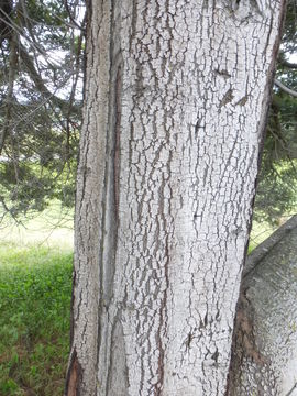 Image of black wattle