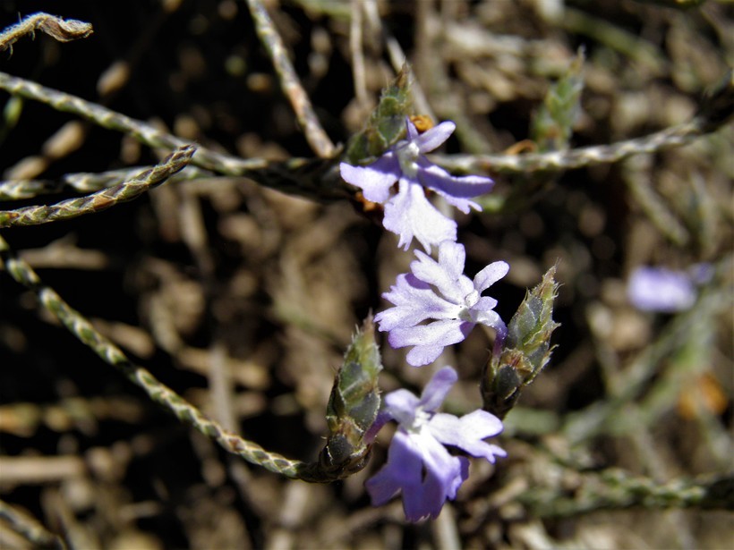 Elytraria imbricata (Vahl) Pers. resmi