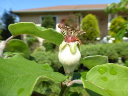 Image of quince