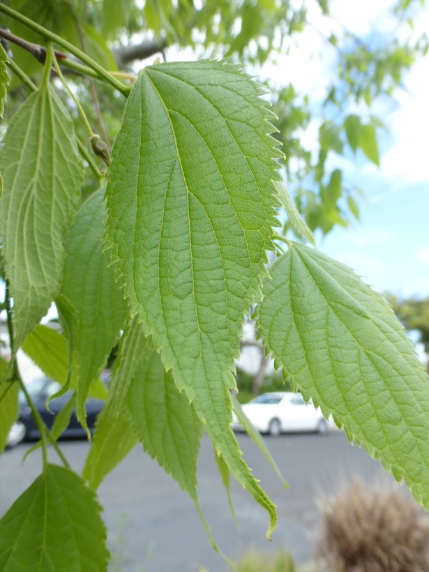 Image of common hackberry