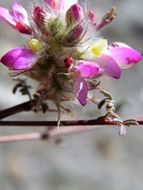 Image of oakwoods prairie clover