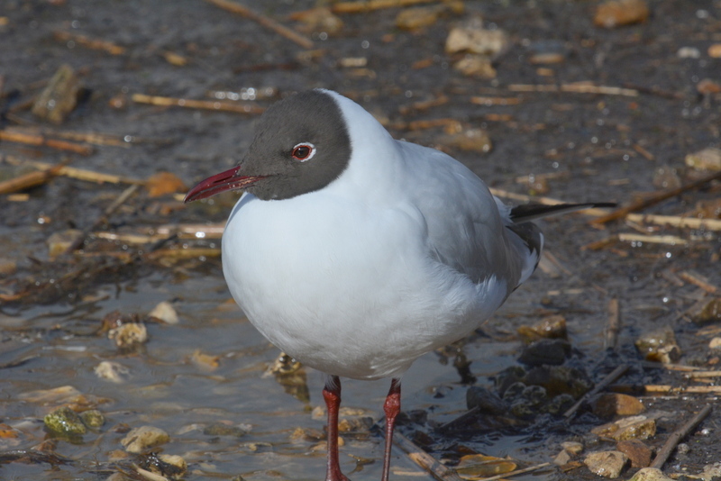 Image of Black-headed Gull