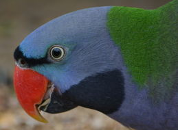 Image of Lord Derby's Parakeet