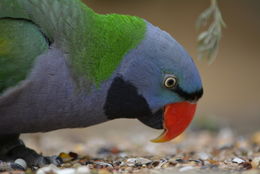 Image of Lord Derby's Parakeet