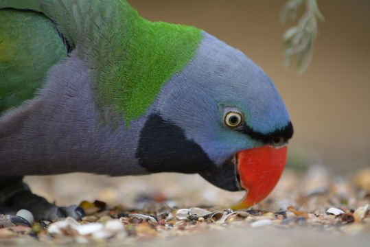 Image of Lord Derby's Parakeet