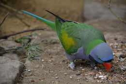 Image of Lord Derby's Parakeet