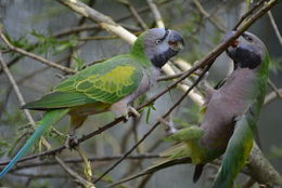 Image of Lord Derby's Parakeet