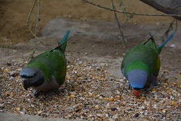 Image of Lord Derby's Parakeet