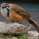 Image of Lesser Necklaced Laughingthrush