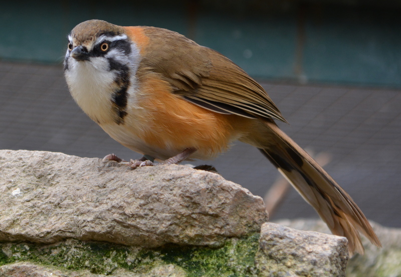 Image of Lesser Necklaced Laughingthrush