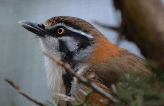 Image of Lesser Necklaced Laughingthrush