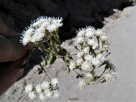 Image of Santa Rita snakeroot