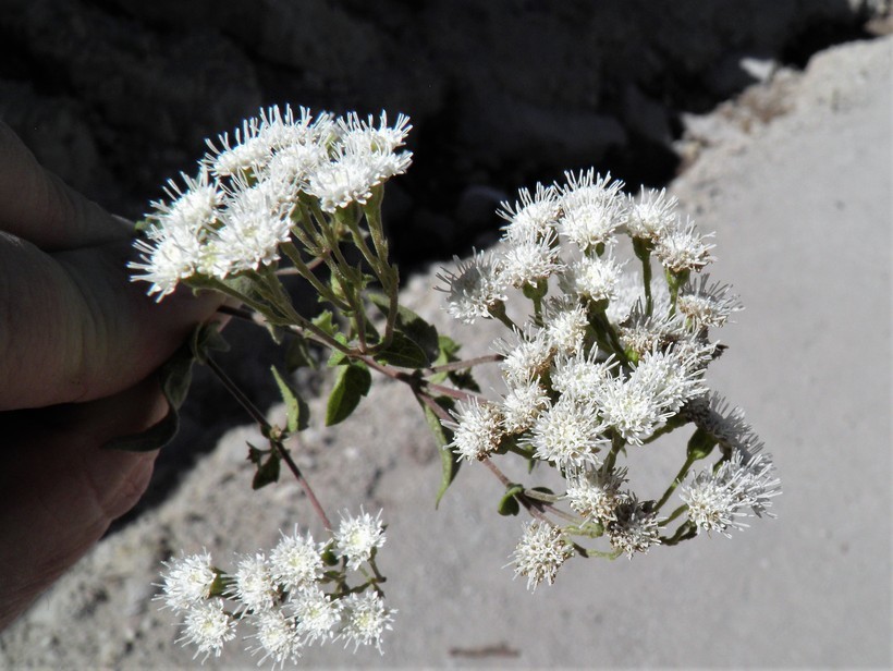 صورة Ageratina paupercula (A. Gray) R. King & H. Rob.